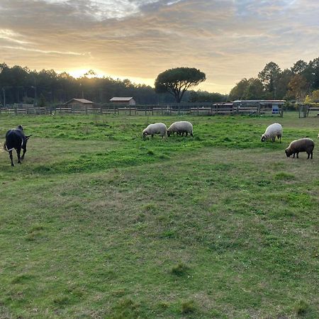 Gite - La Ferme A La Plage Le Porge Eksteriør billede