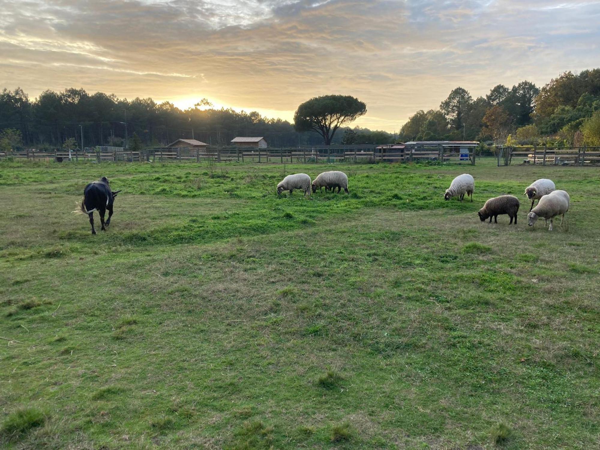 Gite - La Ferme A La Plage Le Porge Eksteriør billede